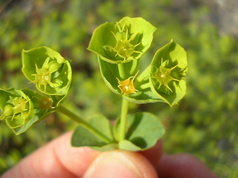 Euphorbia terracina